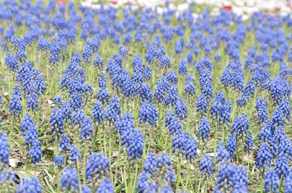 Selective focus blue spring flowers grape hyacinth in garden — Stock Photo, Image