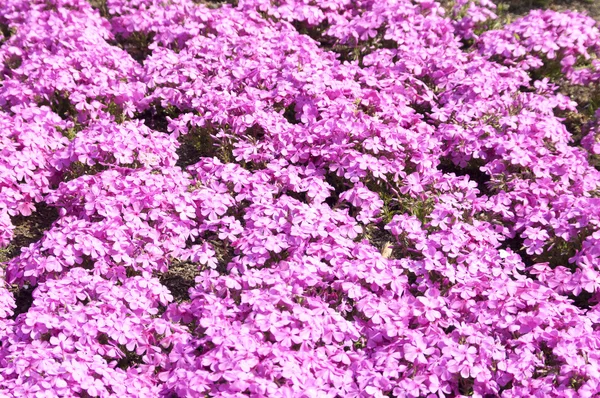 Selektiv fokusera vackra rosa blommor — Stockfoto
