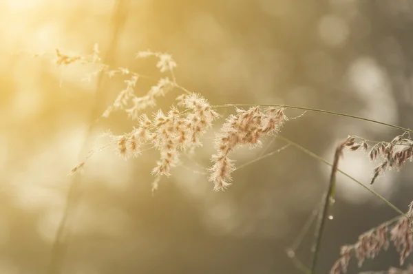Verschwommene Wiese mit goldenem Sonnenlicht — Stockfoto