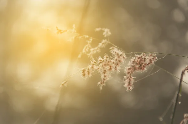 Altın güneş ışığı ile bulanık çayır — Stok fotoğraf