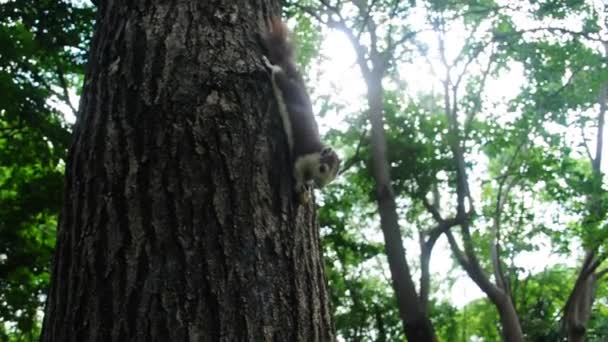 Eichhörnchen Grau Rote Farbe Nagt Sonnigem Tag Nüsse Baum — Stockvideo