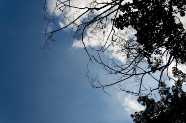 Lümen bl karşı ağaçların iç içe dalı şeklinde