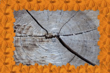 Turuncu kozmos çiçekleri bir çerçeve üzerinde eski ahşap arka plan oluşturun.