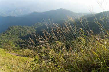güzel dağ orman ve dağ çayır, blurre çiçekler