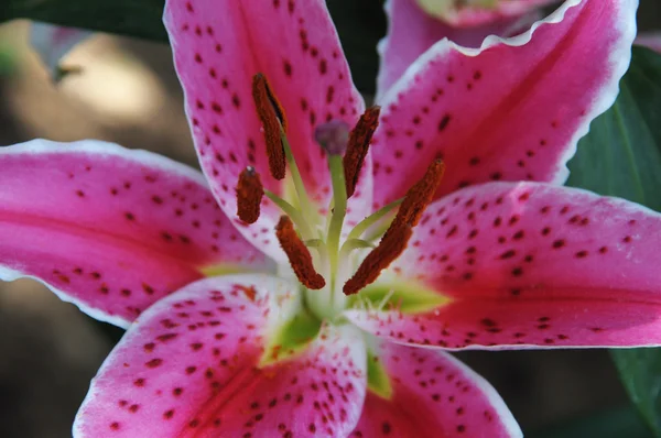 Beleza rosa flor lírio, foco seletivo — Fotografia de Stock