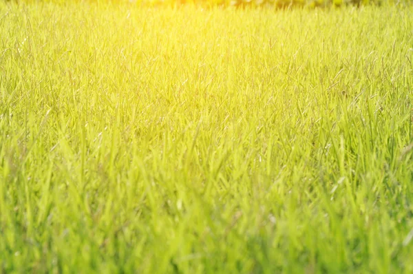 Зелена літня трава і сонячне світло, розмиті — стокове фото