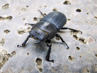 Yoldaki büyük siyah bir böcek.