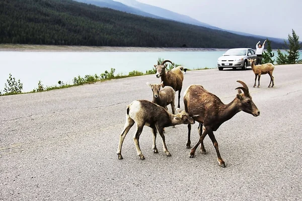 Beyaz kuyruklu geyik gölün kıyısındaki yola çıktı.