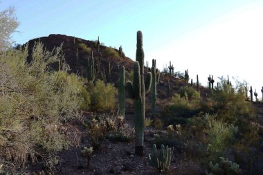 Saguaro Ulusal Parkı, ABD 'nin Arizona eyaletindeki Tucson şehir sınırları içinde yer almaktadır. Bu park, Amerika Birleşik Devletleri 'nin güneybatısında yer alan Sonoran Çölü' nün bitki örtüsüne sahiptir. Geyiklerin en ünlü sakinleri.