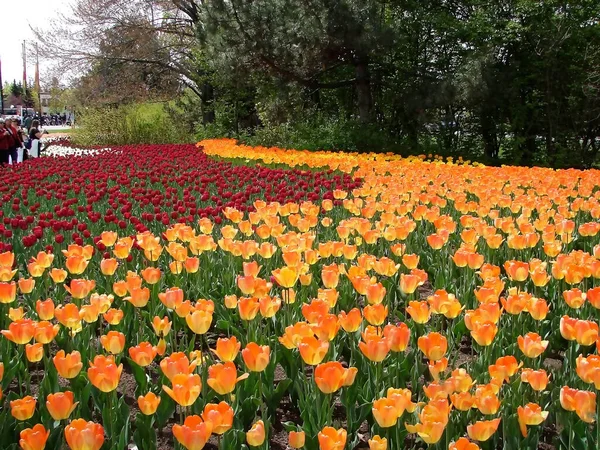 チューリップの季節には オタワは世界で最も寒い首都の一つであるにもかかわらず 世界の花の首都になります 年間150万人以上の観光客が500万人以上のチューリップの開花を見るために国に来ています — ストック写真