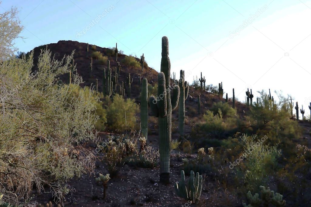 Saguaro National Park is located almost within the city limits of Tucson in the US state of Arizona. This park features the flora of the vast Sonoran Desert, which is located in the southwestern United States. The most famous inhabitants of the deser