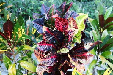 Croton Santrali Yakın plan