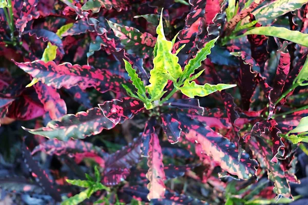 Plantele Croton Frunze Colorate Grădină Tropicală — Fotografie, imagine de stoc