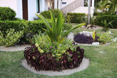 Adada tropikal bitkilerle dolu bir çiçek tarlası manzarası, Santa Maria, Küba