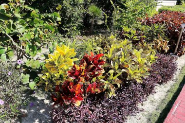 Tropik bahçe manzarası Kimliği: 468560394: Küba Cayo Santa Maria Adası