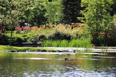 Çiçekleri ve ağaçları yansıtan bir gölet.