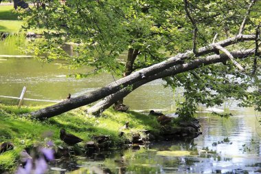 Garkal Kayalıkları 'ndaki eski ağaçlar, göletler ve yabani bitkiler.,