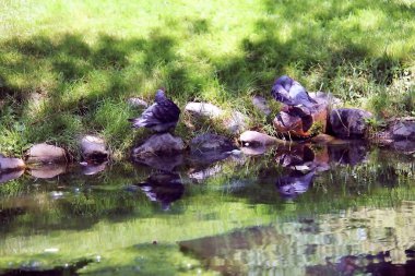 Mallard ördekler parkta yürüyor.