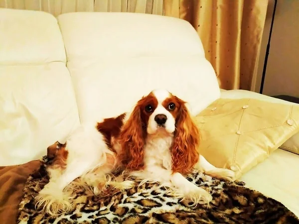 Cavalier King Charles Spaniel Rusty Poseert Voor Camera Hij Weet — Stockfoto