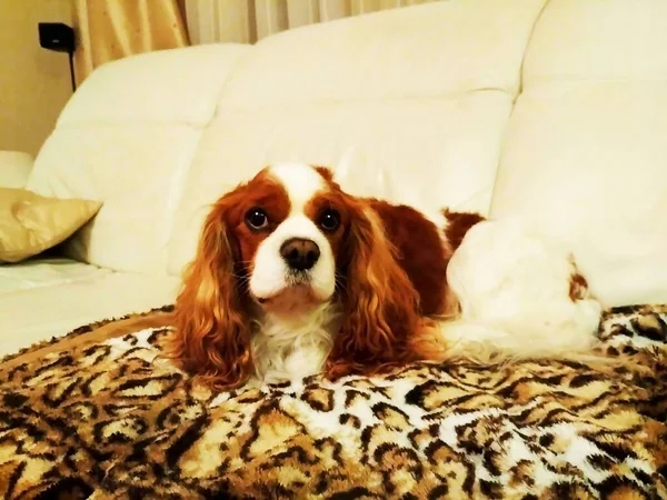 Kavaljeren Kung Charles Spaniel Rusty Var Ledsen Ingen Tog Honom — Stockfoto