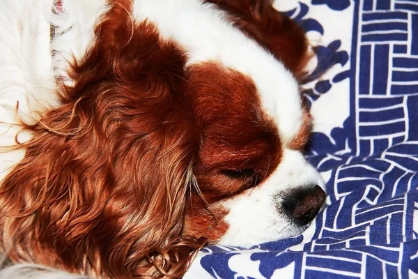 The Cavalier King Charles Spaniel Rusty sleeps after a walk. It\'s very nice to look at it