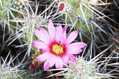 Saguaro Ulusal Parkı, ABD 'nin Arizona eyaletindeki Tucson şehir sınırları içinde yer almaktadır. Bu park, Amerika Birleşik Devletleri 'nin güneybatısında yer alan Sonoran Çölü' nün bitki örtüsüne sahiptir. Geyiklerin en ünlü sakinleri.