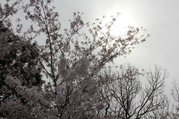 Квіти Вишневих Рослин Високому Парку Приваблюють Багатьох Відвідувачів Ранньою Весною — стокове фото