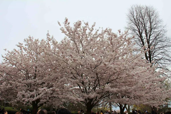 High Park 'ta kiraz çiçekleri güzel kiraz çiçeklerine hayran olmak için baharın başlarında birçok ziyaretçiyi cezbeder. Resim, Japon kiraz ağaçlarının sabah Toronto 'daki High Park' ta açtığı ağaçları gösteriyor. ,