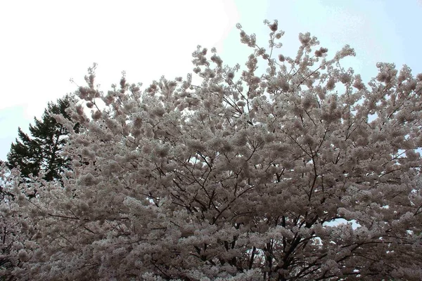 파크에 벚꽃은 방문객들이 아름다운 벚꽃을 감탄하게 만듭니다 사진은 오전에 토론토의 — 스톡 사진