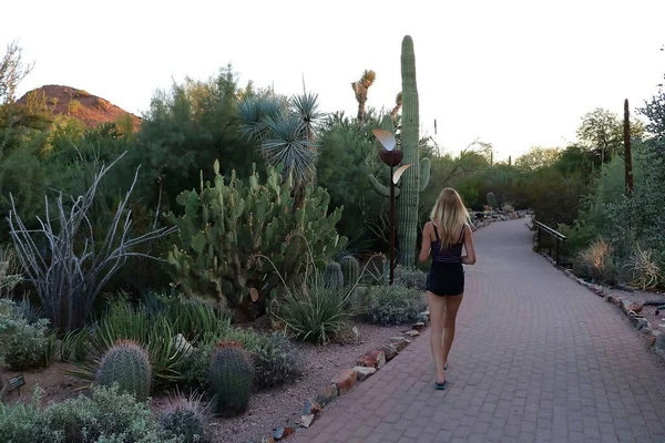 Saguaro National Park Ligt Bijna Binnen Stadsgrenzen Van Tucson Amerikaanse — Stockfoto