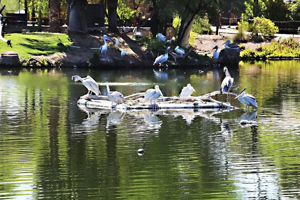 アリゾナ州にあるグランドキャニオン国立公園は コロラド川の277マイルと周囲の高地に広がっている 公園には 多くの動物が生息する広大なグランドキャニオンのほとんどがあります 写真に写っているアメリカの白ペリカンは池に映る — ストック写真