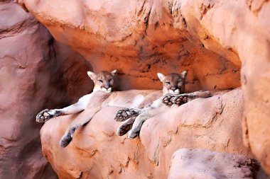Arizona 'da bulunan Grand Canyon Ulusal Parkı, Colorado Nehri' nin 277 mil genişliğinde ve çevresindeki tepecikleri kapsar. Park, birçok hayvana ev sahipliği yapan uçsuz bucaksız Büyük Kanyon 'un çoğuna ev sahipliği yapar. İki puma bir kayanın üzerinde yatıyor.