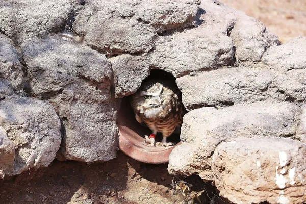位于亚利桑那州的大峡谷国家公园横跨科罗拉多河和周围高地277英里 公园是大峡谷大部分地区的家园 那里有许多动物 图为岩石中的穴居猫头鹰雅典娜 库尼亚 — 图库照片
