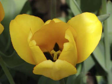 Sarı Lale Sarı Lale Sarı Uçuşlu Sulu Limon Lale Sarı Lale Keyfi yerinde pozitif buketler için Uçuş!