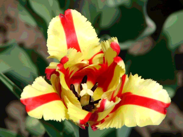 Estas Variedades Tulipas Papagaio Não Têm Apenas Forma Original Das — Fotografia de Stock