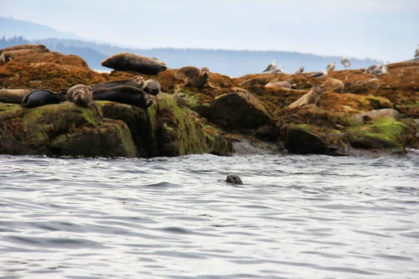 Juan Fuca Boğazı Ndaki Ngiliz Kolombiyası Victoria Deniz Aslanları Tatilde — Stok fotoğraf