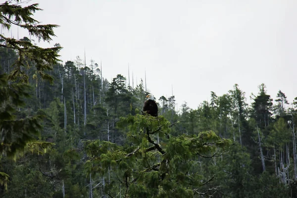 Passero Canzone Seduto Ramo Albero — Foto Stock