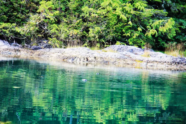 Jezioro Beaver Stanley Park — Zdjęcie stockowe