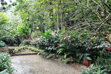 Nehir boyunca yeşil tropik çalılıklar, kırmızı muz ağacı çiçekleri