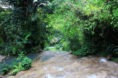 Jamaika Konoko düştü park tropikal orman doğal arka plan ve nehir