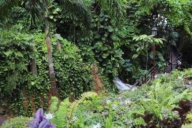 Tropikal bitkilerin, yosun eğreltiotlarının ve muz ağaçlarının olduğu park