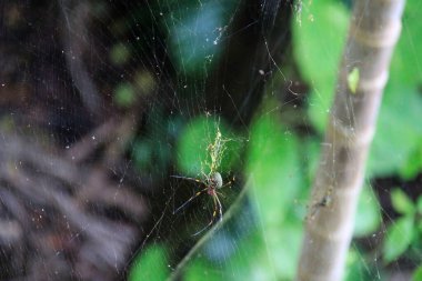 Örümcek ağda Gizemli Dağ 'da, Jamaika