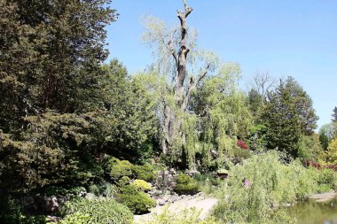 Güzel Arka Bahçe Bitkileri