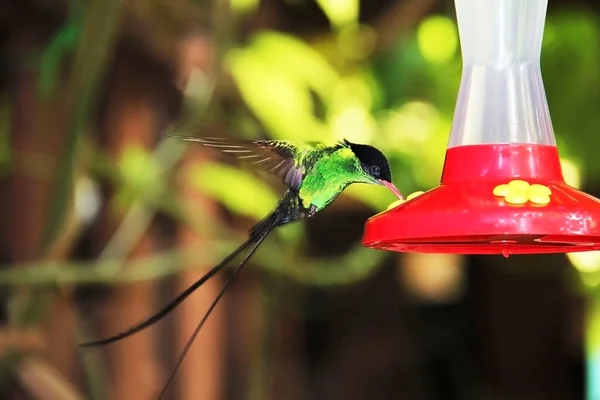 牙买加神秘山上的蜂鸟成为特殊饮酒者 — 图库照片