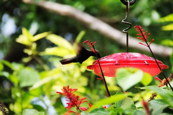 Jamaïque Pour Colibris Sur Mystic Mountain Fait Buveurs Spéciaux — Photo