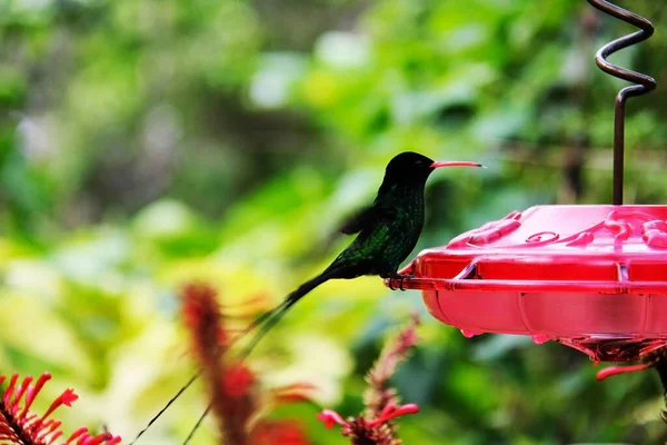 Jamaica Hummingbirds Mystic Mountain Made Special Drinkers — Stock Photo, Image