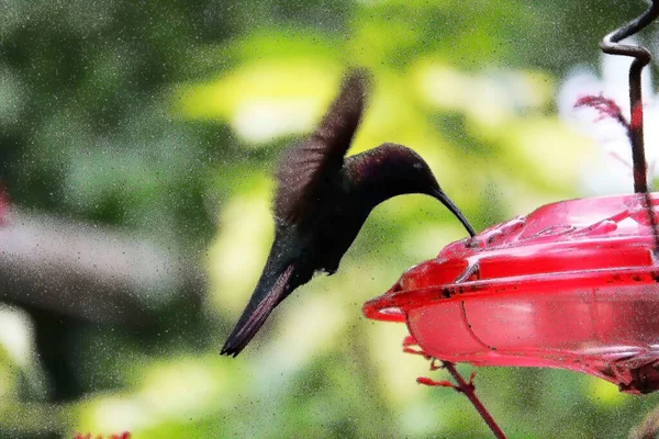 牙买加神秘山上的蜂鸟成为特殊饮酒者 — 图库照片