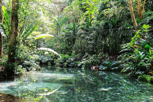 The green river reflects the green of the tropical jungle