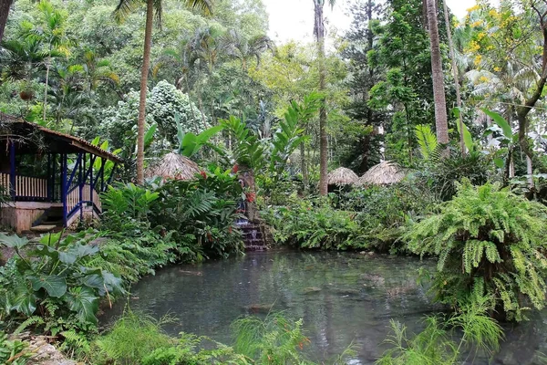 Krásná Tropická Svěží Zelená Zahrada Konoko Falls Ocho Rios Jamiaca — Stock fotografie