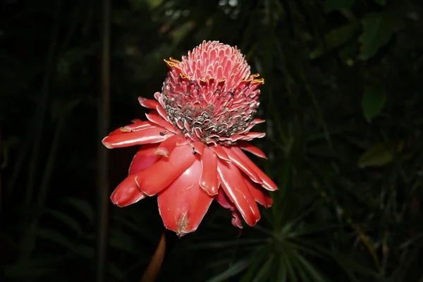 Sorprendente Fiore Rosa Passiflora Peter Lawrence Fiore — Foto Stock